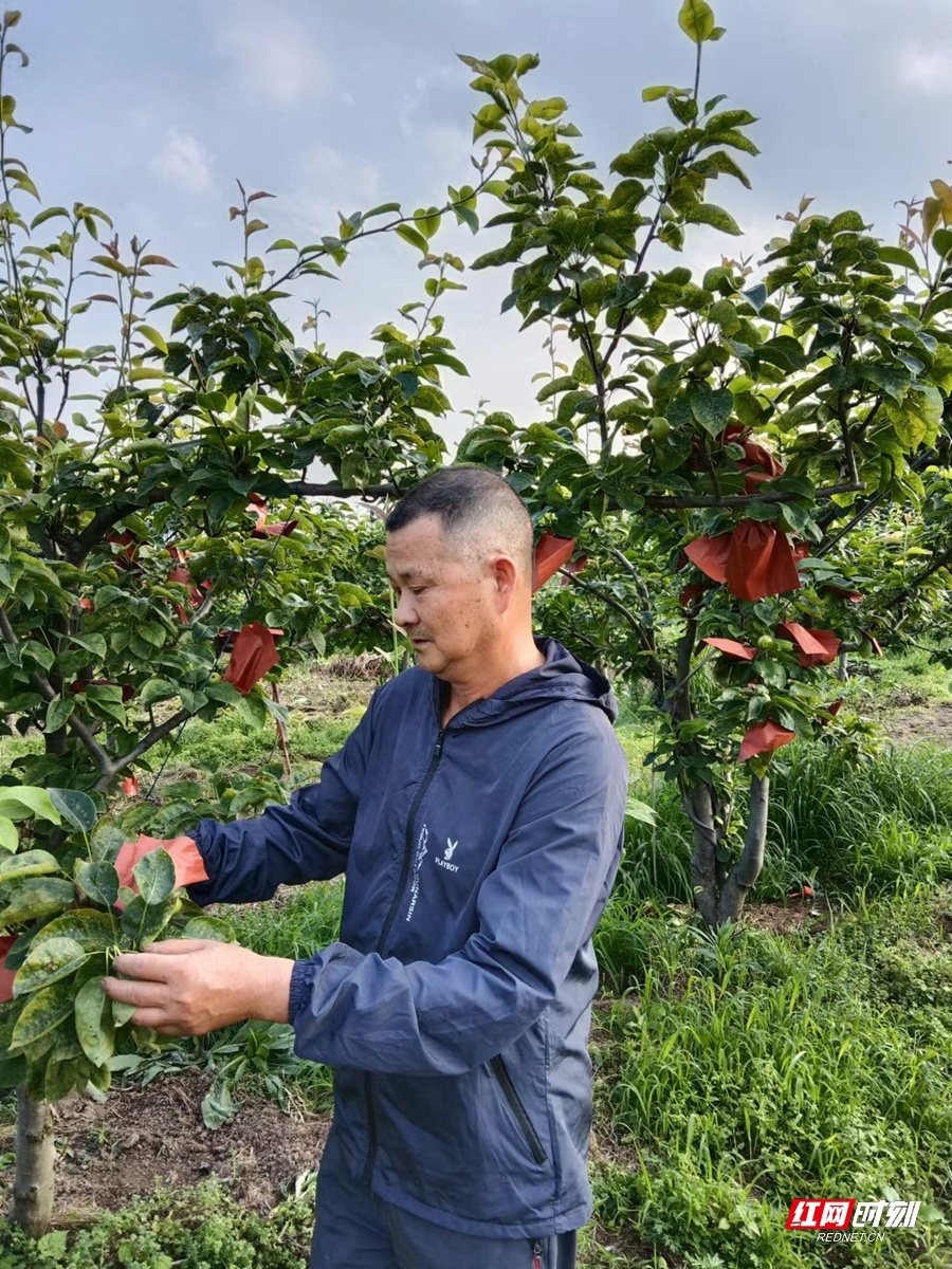 李伯和长期从事农作物病虫害测报、防治、植物检疫的推广和应用。